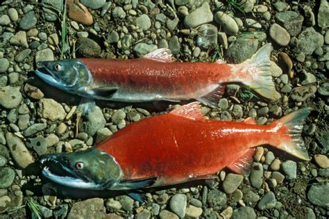 Salmon season - 